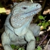 iguana_blue_qebp_gc_v_0159_cay0627.jpg